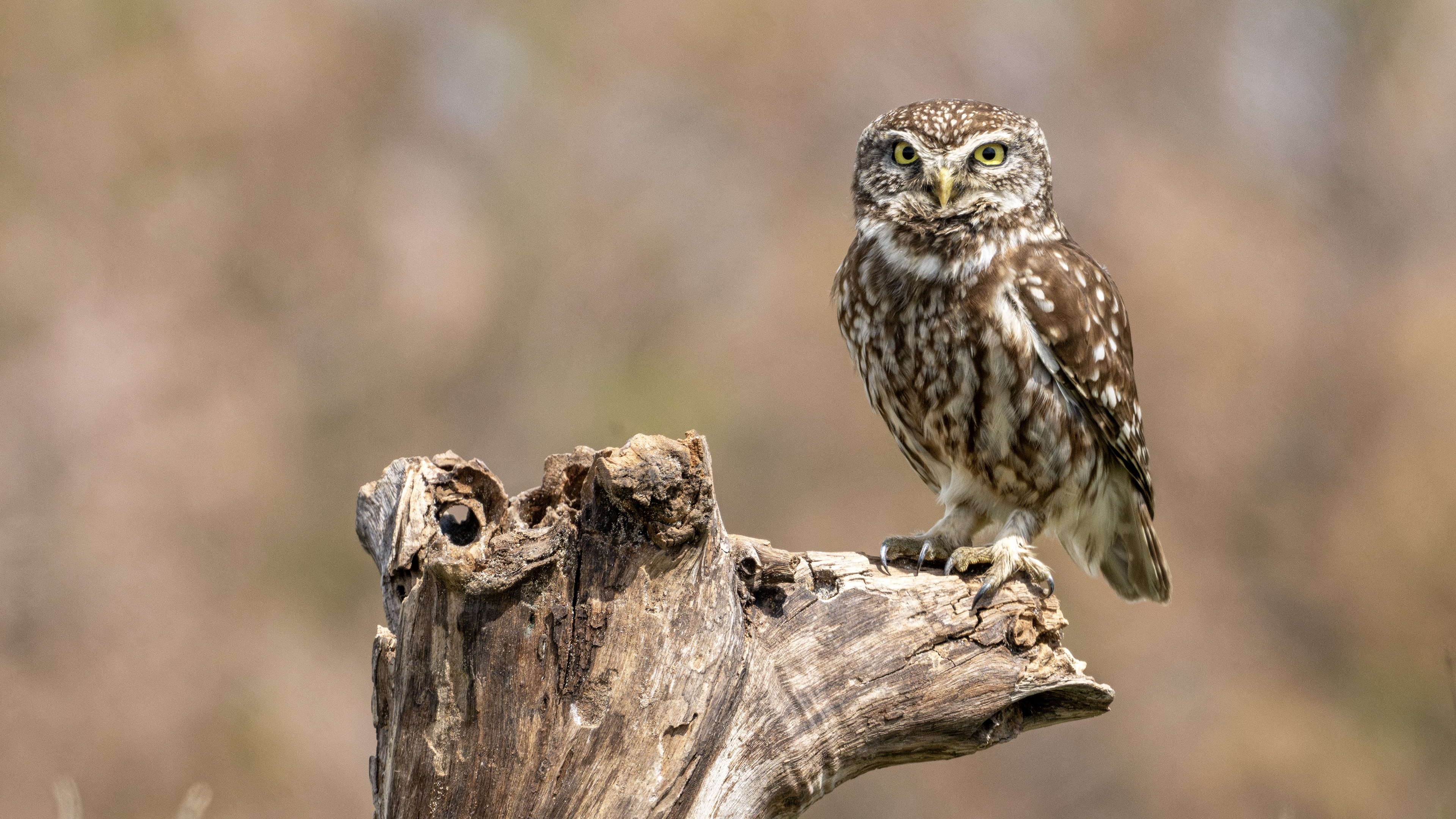 Little Owl